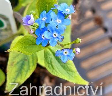 Brunnera macrophylla