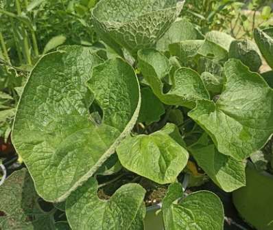 Brunnera macrophylla