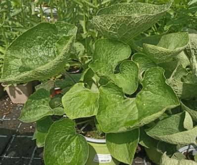 Brunnera macrophylla