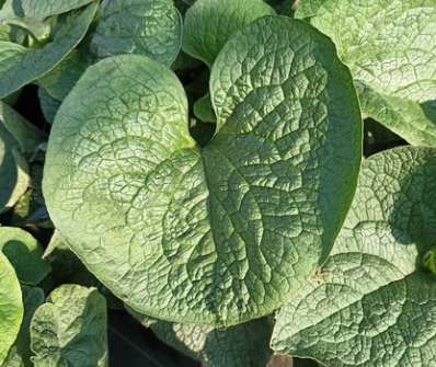 Brunnera macrophylla