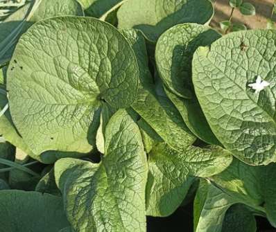 Brunnera macrophylla