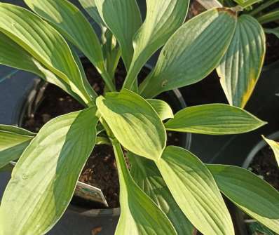 bohyška - Hosta fortunei 'Hyacinthina'