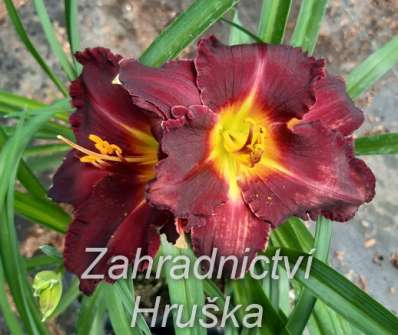 Hemerocallis Longfields´s Black Magic