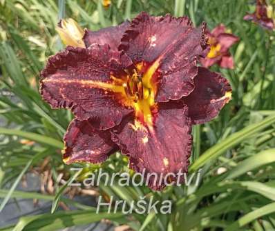 Hemerocallis Longfields´s Black Magic