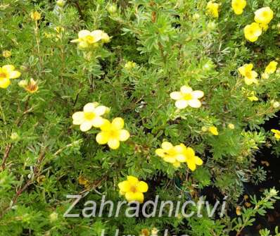 mochna - Potentilla fruticosa 'Bella Lindsey'