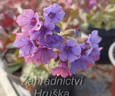 Pulmonaria Pink Haze