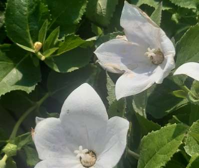 Platycodon Astra White