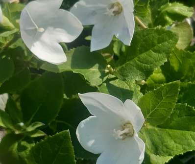 Platycodon Astra White