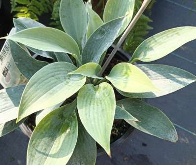 bohyška - Hosta tardiana 'Halcyon'