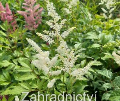 Astilbe japonica Wasinghton