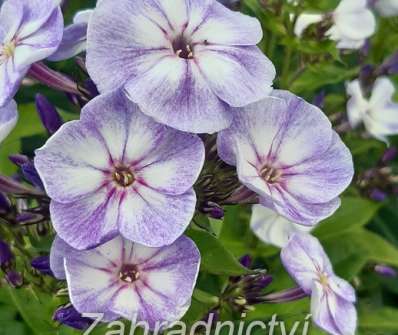 Phlox paniculata Younique Old Blue