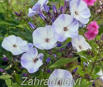 Phlox paniculata Younique Old Blue