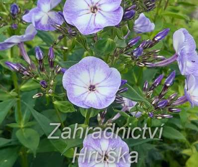 Phlox paniculata Younique Old Blue