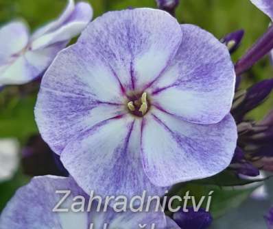 Phlox paniculata Younique Old Blue