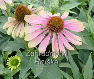 Echinacea purpurea Green Twister