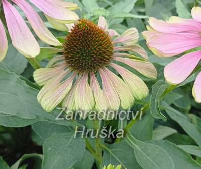 Echinacea purpurea Green Twister