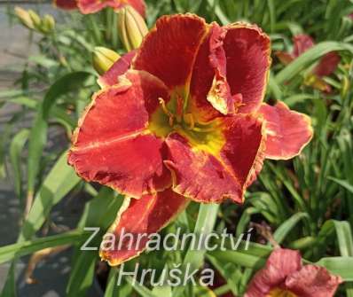 Hemerocallis Divas Choice