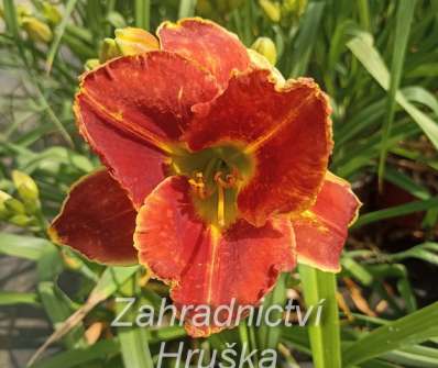 Hemerocallis Divas Choice