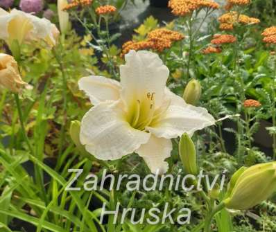 Hemerocallis Gentle Shepherd