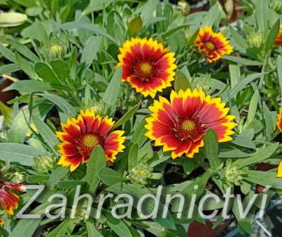 Gailardia aristata Sunrita Red Yellow