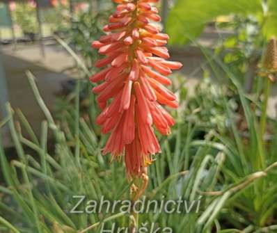 Kniphofia Redhot Popsicle