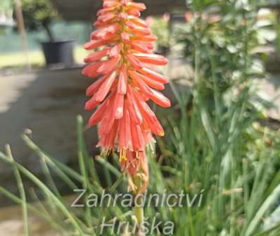 Kniphofia Redhot Popsicle