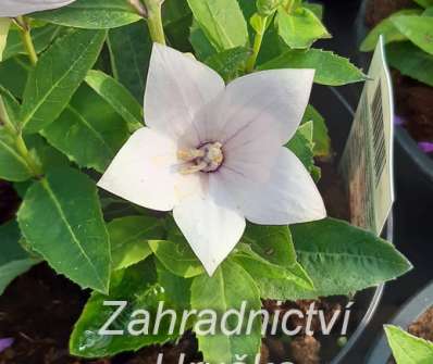 Platycodon Astra Rose