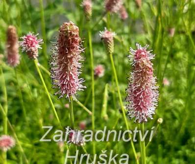 Sanguisorba officinalis Pink Tanna