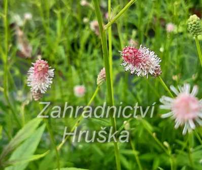 Sanguisorba officinalis Pink Tanna