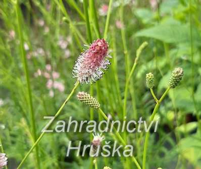 Sanguisorba officinalis Pink Tanna