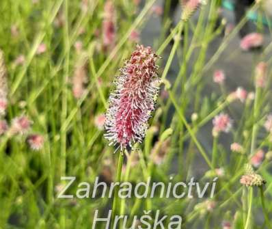 Sanguisorba officinalis Pink Tanna