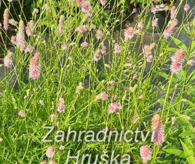 Sanguisorba officinalis Pink Tanna