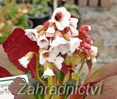 Bergenia Dragonfly Angel Kiss