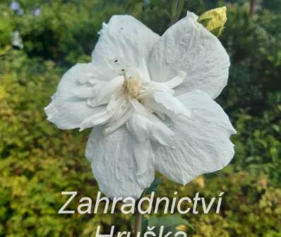 ibišek - Hibiscus syriacus 'White Chiffon'