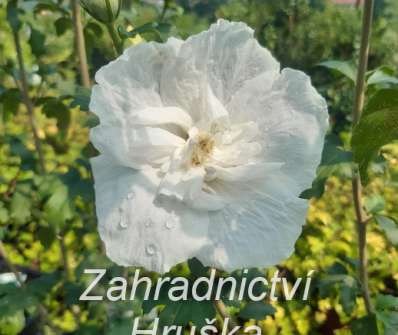 ibišek - Hibiscus syriacus 'White Chiffon'