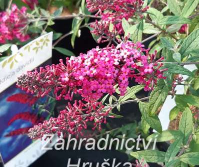 komule - Buddleja davidii 'Prince Charming'