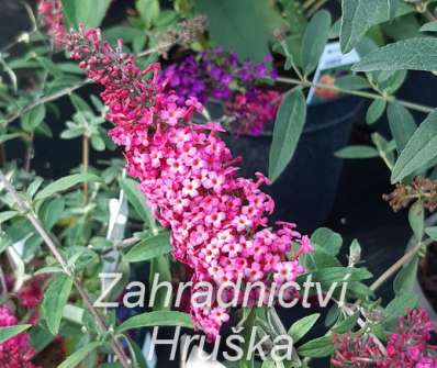 komule - Buddleja davidii 'Prince Charming'