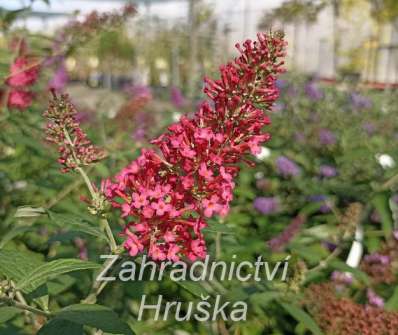 komule - Buddleja davidii 'Prince Charming'