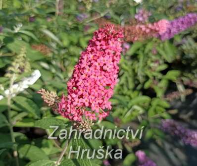 komule - Buddleja davidii 'Prince Charming'