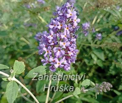 komule - Buddleja davidii 'Free Petite Blue Heaven'