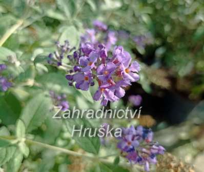 komule - Buddleja davidii 'Free Petite Blue Heaven'