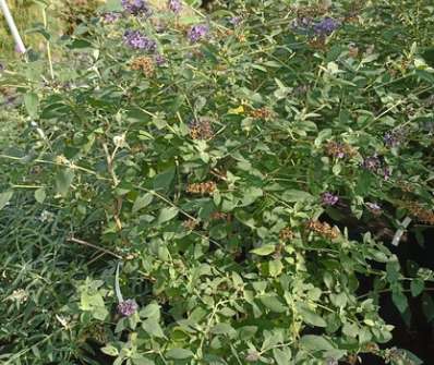 komule - Buddleja davidii 'Free Petite Blue Heaven'