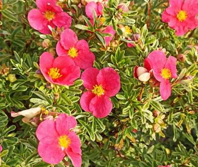 mochna - Potentilla fruticosa 'Bellissima'