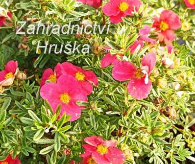 mochna - Potentilla fruticosa 'Bellissima'