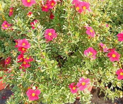 mochna - Potentilla fruticosa 'Bellissima'