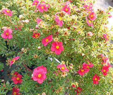 mochna - Potentilla fruticosa 'Bellissima'