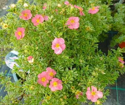 mochna - Potentilla fruticosa 'Bellissima'