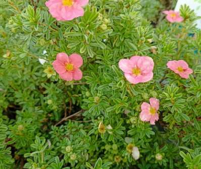 mochna - Potentilla fruticosa 'Bellissima'