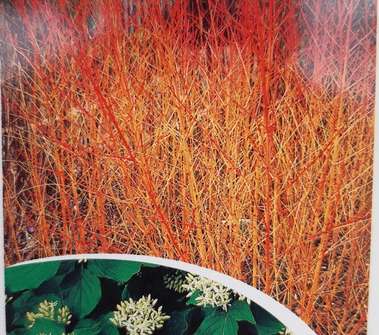 svída - Cornus sanguinea 'Midwinter Fire'