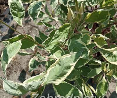 svída - Cornus alba 'Miracle'